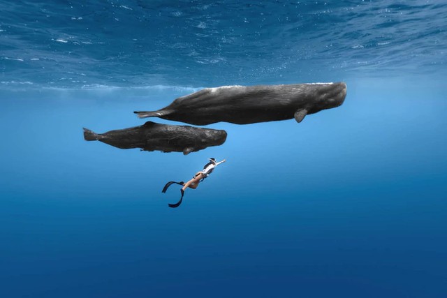 Vietnamese divers swim alongside sperm whales in Mauritius - Ảnh 7.