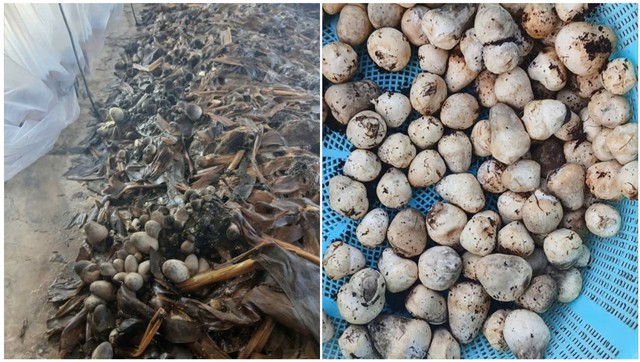 Making Vietnam’s Mekong Delta floating markets come alive again: Tourism cannot be the only answer- Ảnh 3.