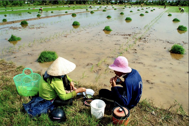 A meal in the fields: Savoring rice in Vietnam’s Mekong Delta- Ảnh 1.