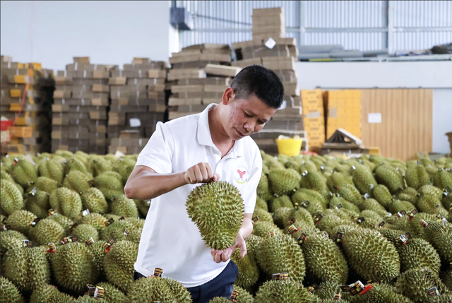 Why does Vietnam have higher durian output but generate lower value: official- Ảnh 2.