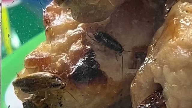 Ho Chi Minh City’s Ben Thanh Market food stall suspended after cockroaches found on food - Ảnh 1.