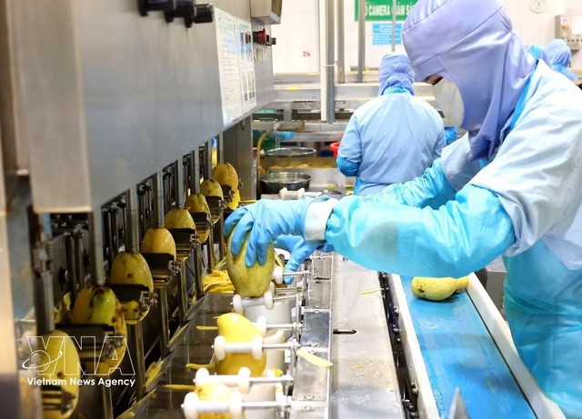 Vietnam’s agro-forestry-aquatic exports rise 7% in eight months- Ảnh 1.