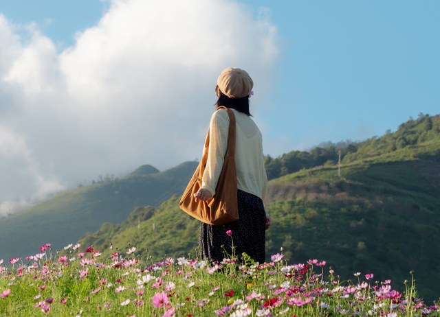 Vietnam's Ta Xua hills glow with butterfly flowers, luring visitors for photos- Ảnh 3.