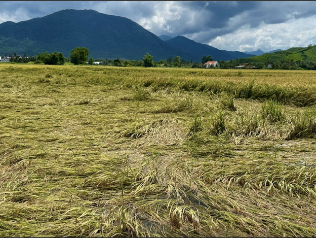 A rice harvest worth $1.35 in profit: Harsh reality for a Central Highlands farmer- Ảnh 3.