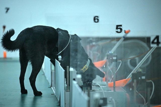 Can dogs sniff cancer? AI joins the hunt in India- Ảnh 2.