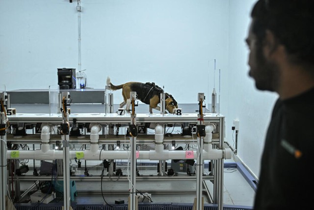 Can dogs sniff cancer? AI joins the hunt in India- Ảnh 5.