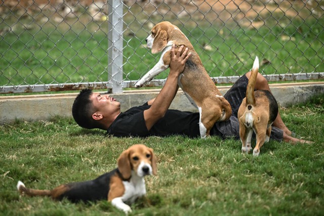 Can dogs sniff cancer? AI joins the hunt in India- Ảnh 6.