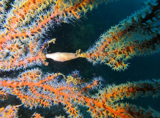 'Slumping' South Korean corals worry divers, scientists studying climate change- Ảnh 1.