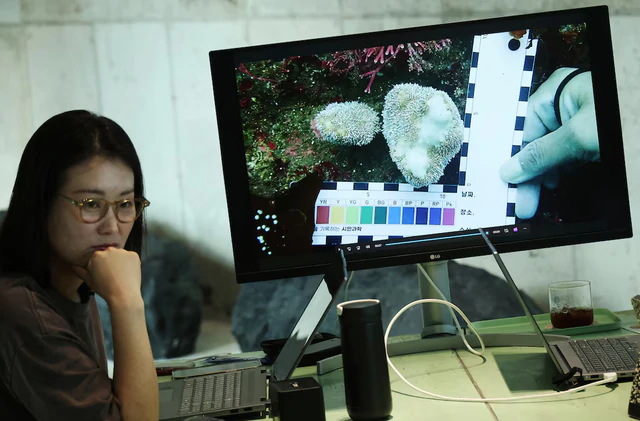 'Slumping' South Korean corals worry divers, scientists studying climate change- Ảnh 2.