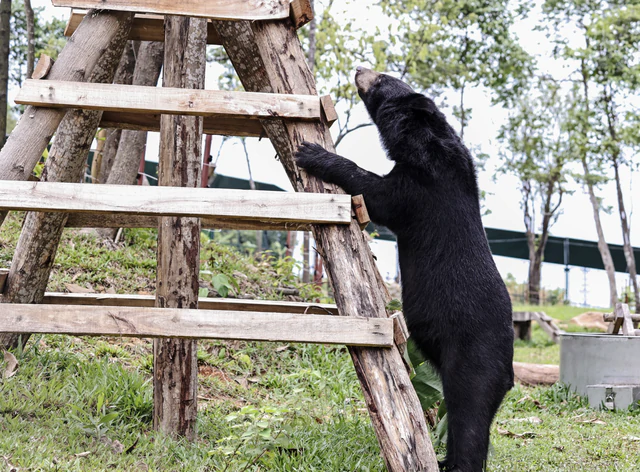 Rescued bears begin new lives after years of captivity in Vietnam- Ảnh 3.