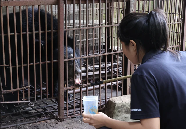 Rescued bears begin new lives after years of captivity in Vietnam- Ảnh 5.