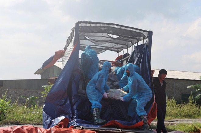 Vietnamese man arrested for storing nearly 40 tonnes of diseased pork for illegal sale
- Ảnh 2. Vietnamese man arrested for storing nearly 40 tonnes of diseased pork for illegal sale
- Ảnh 2.