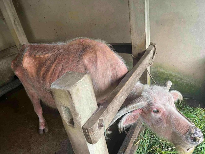 Buffalo believed to be Vietnam’s oldest dies at 40+ years old - Ảnh 4.