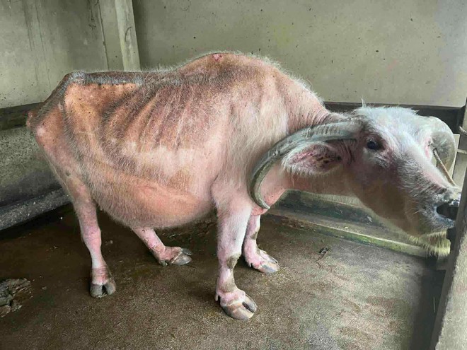 Buffalo believed to be Vietnam’s oldest dies at 40+ years old - Ảnh 3.