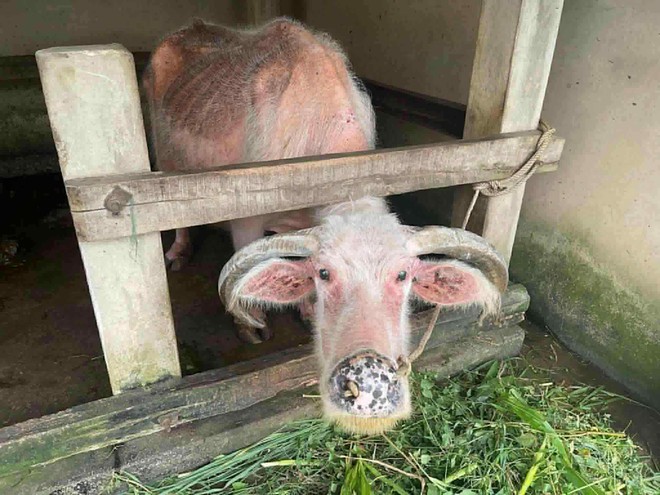 Buffalo believed to be Vietnam’s oldest dies at 40+ years old - Ảnh 2.