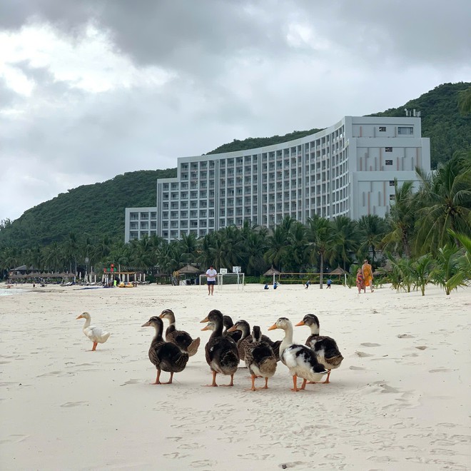 Ducks believed swept to island by Vietnam’s Khanh Hoa floods taken into care at resort - Ảnh 1.