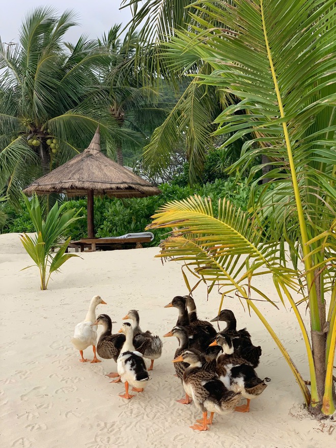 Ducks believed swept to island by Vietnam’s Khanh Hoa floods taken into care at resort - Ảnh 2.