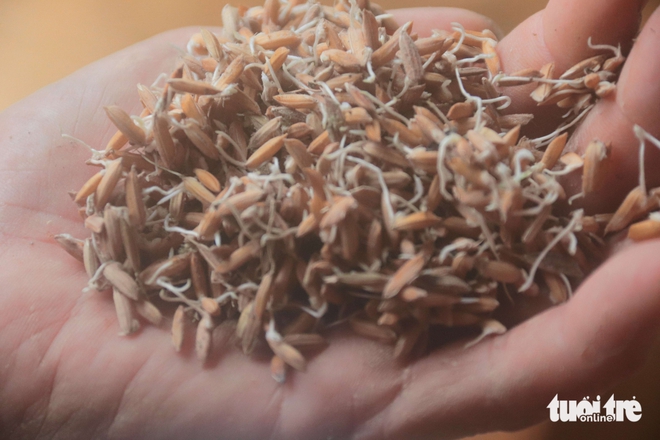 Rice traders in Da Nang struggle after last week’s floods as new heavy rains hit- Ảnh 6.