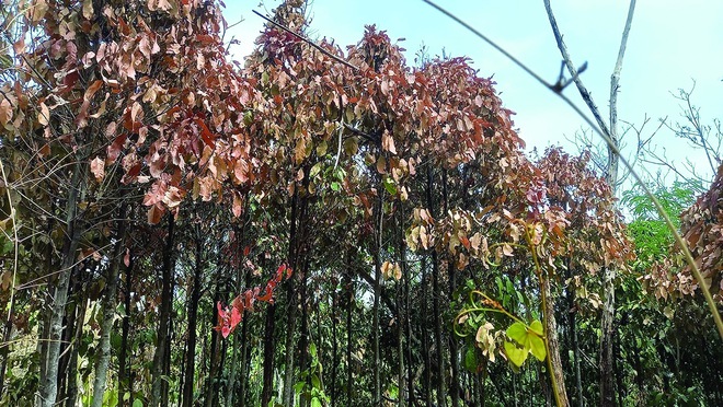 a - Ảnh 6.