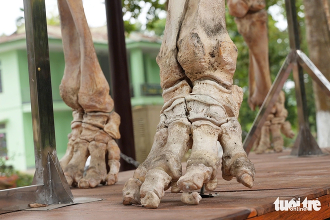 Elephant skeletons displayed at Vietnam national park to raise conservation awareness - Ảnh 4.