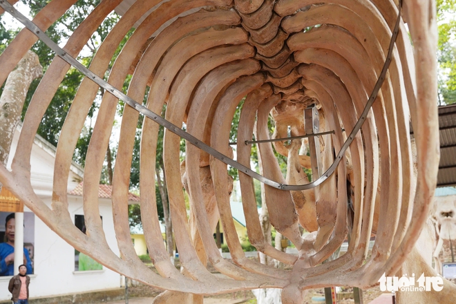 Elephant skeletons displayed at Vietnam national park to raise conservation awareness - Ảnh 6.