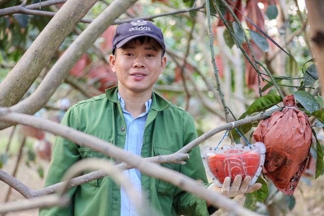 Vietnam farmers harvest red pomelos ahead of Lunar New Year as demand for auspicious fruit rises - Ảnh 10.