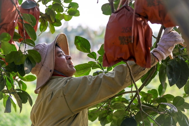 Vietnam farmers harvest red pomelos ahead of Lunar New Year as demand for auspicious fruit rises - Ảnh 9.