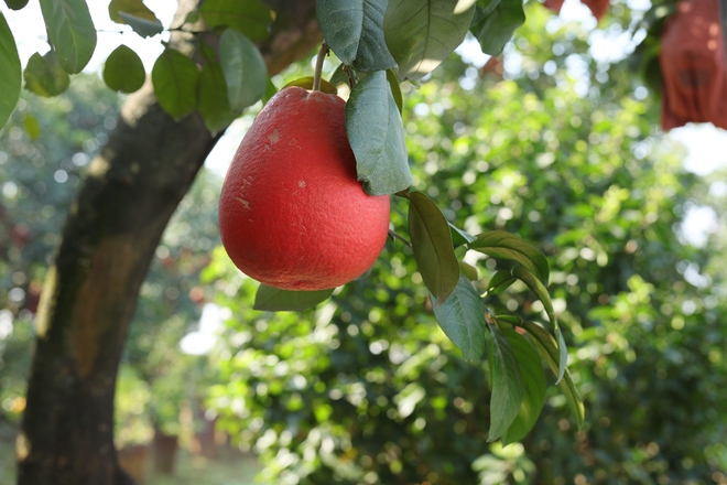 Vietnam farmers harvest red pomelos ahead of Lunar New Year as demand for auspicious fruit rises - Ảnh 8.