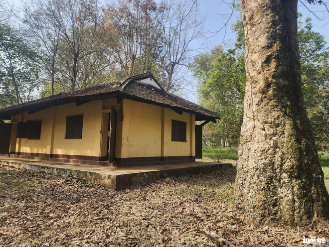 Exploring Vietnam’s 120-year-old rubber tree garden planted by French - Ảnh 5.