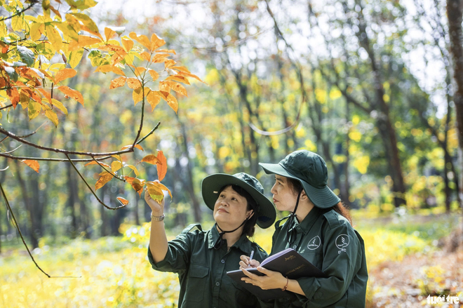 Exploring Vietnam’s 120-year-old rubber tree garden planted by French - Ảnh 6.