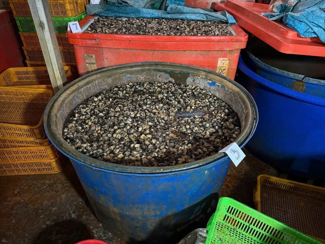 Ho Chi Minh City police bust operation soaking 3,000 tonnes of snail meat in chemicals- Ảnh 4.