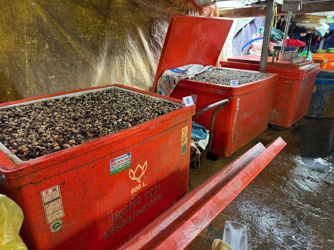Ho Chi Minh City police bust operation soaking 3,000 tonnes of snail meat in chemicals- Ảnh 3.