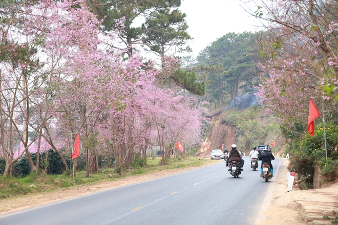 Về Đà Lạt, check-in những cung đường mai anh đào rợp sắc hồng- Ảnh 3. Về Đà Lạt, check-in những cung đường mai anh đào rợp sắc hồng- Ảnh 3.
