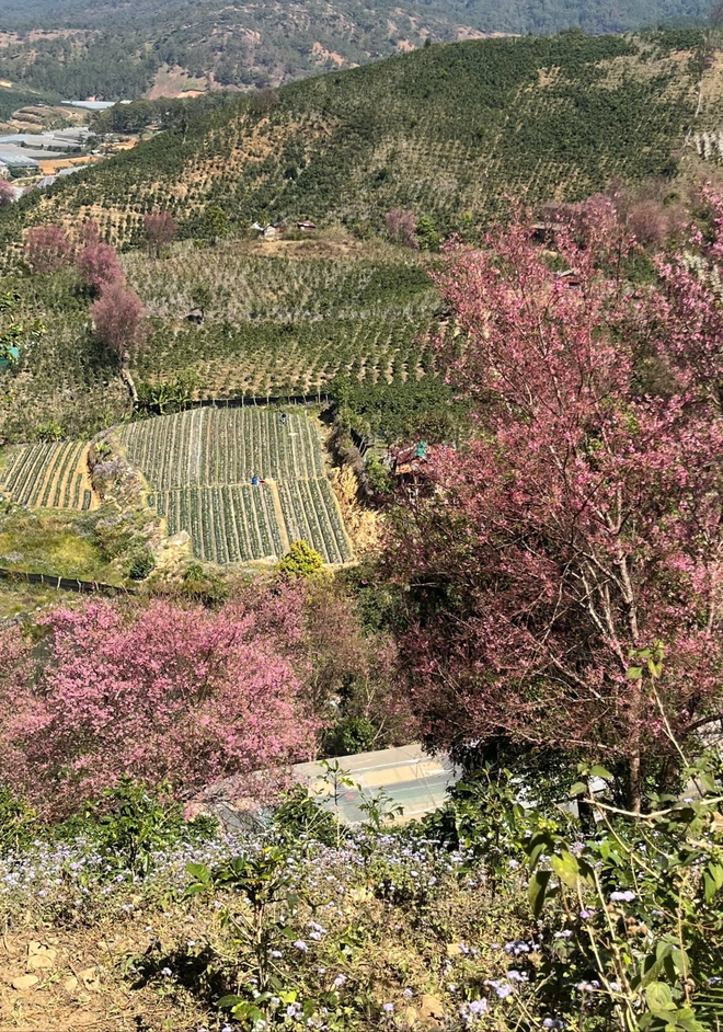 Về Đà Lạt, check-in những cung đường mai anh đào rợp sắc hồng- Ảnh 8. Về Đà Lạt, check-in những cung đường mai anh đào rợp sắc hồng- Ảnh 8.
