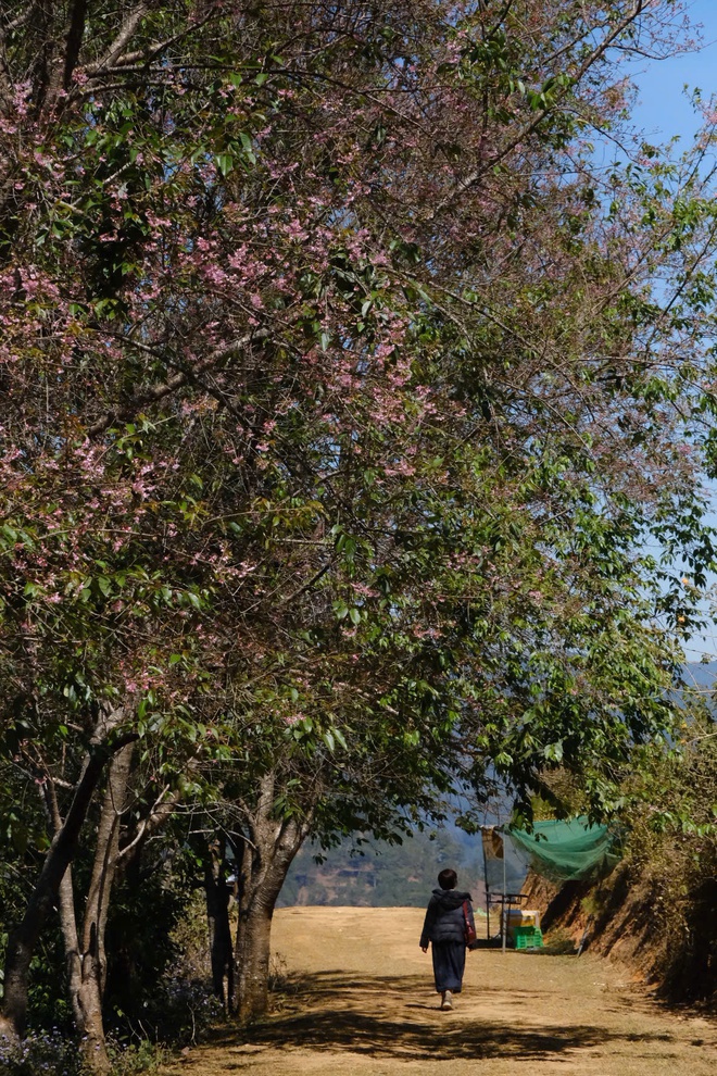 Về Đà Lạt, check-in những cung đường mai anh đào rợp sắc hồng- Ảnh 9. Về Đà Lạt, check-in những cung đường mai anh đào rợp sắc hồng- Ảnh 9.