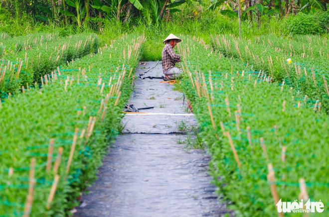 Ho Chi Minh City’s flower village bustles ahead of 2026 Lunar New Year
- Ảnh 6. Ho Chi Minh City’s flower village bustles ahead of 2026 Lunar New Year
- Ảnh 6.
