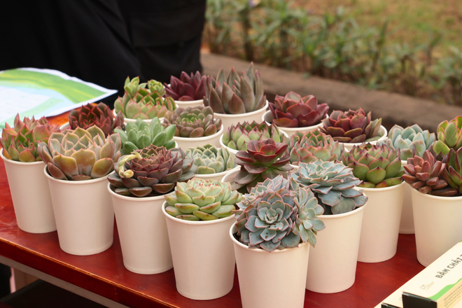 Độc đáo 'Trạm tích Xanh' của sinh viên Nhân văn - Ảnh 9.