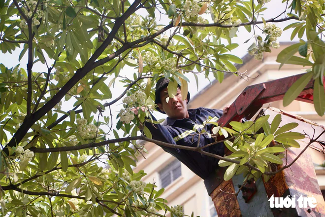 Hanoi trims back milkweed flowers after complaints over strong scents - Ảnh 6.