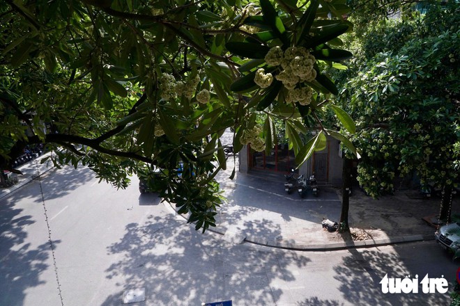 Hanoi trims back milkweed flowers after complaints over strong scents - Ảnh 11.