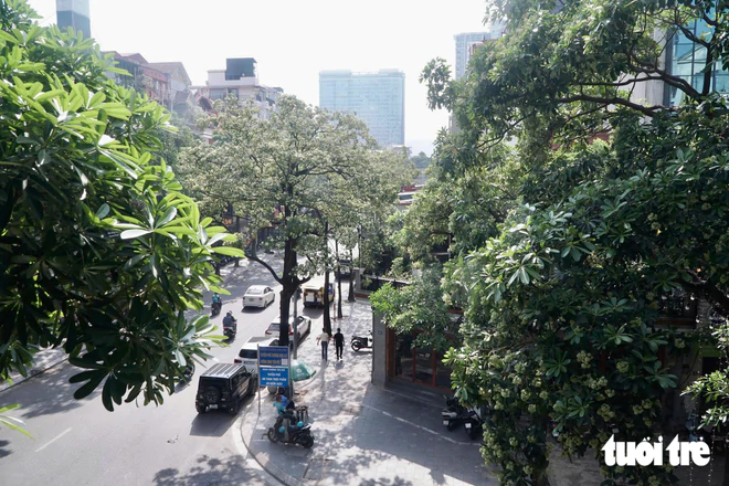 Hanoi trims back milkweed flowers after complaints over strong scents - Ảnh 12.
