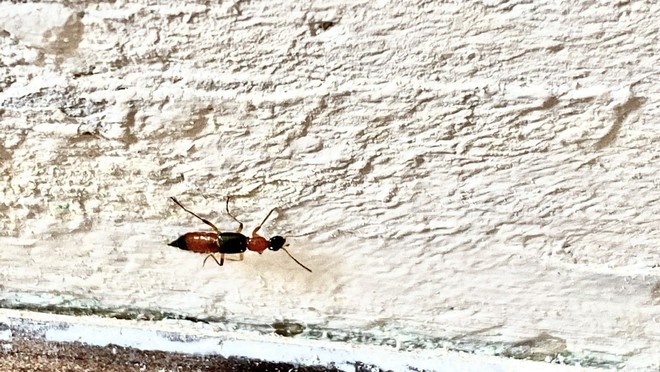 Ever had a burn-like rash appear overnight? These rove beetles in Vietnam may be to blame - Ảnh 2.