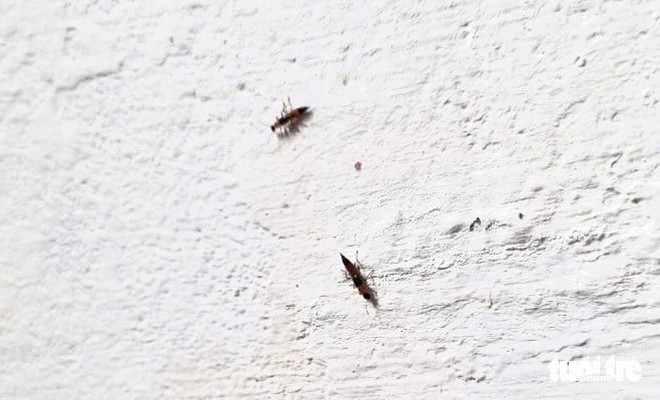 Ever had a burn-like rash appear overnight? These rove beetles in Vietnam may be to blame - Ảnh 3.