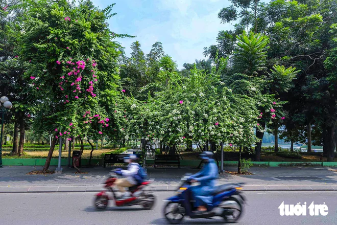 Hanoi adds greenery to urban railway pillars, underpasses, flyovers- Ảnh 10.