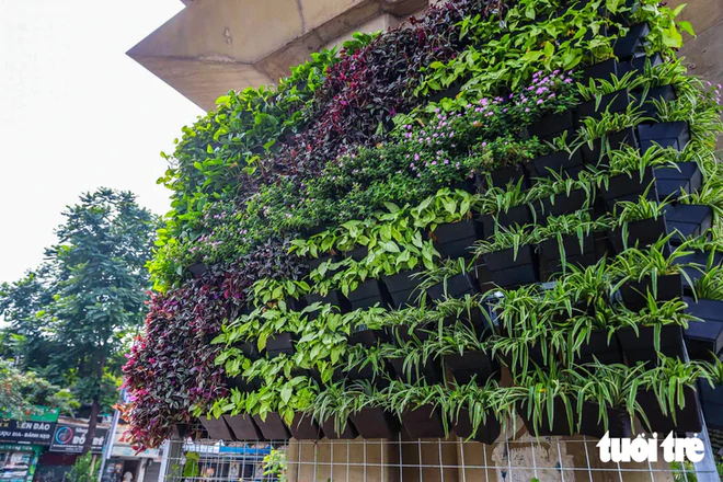 Hanoi adds greenery to urban railway pillars, underpasses, flyovers- Ảnh 2.