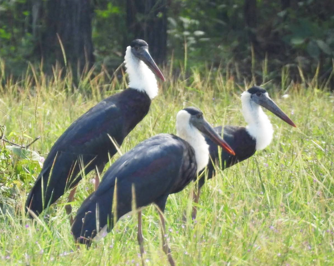 Rare woolly-necked storks spotted foraging in Vietnam - Ảnh 2.