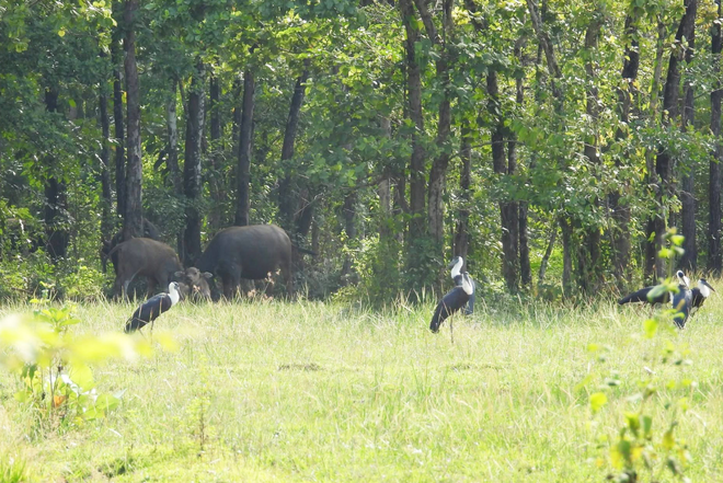 Rare woolly-necked storks spotted foraging in Vietnam - Ảnh 3.
