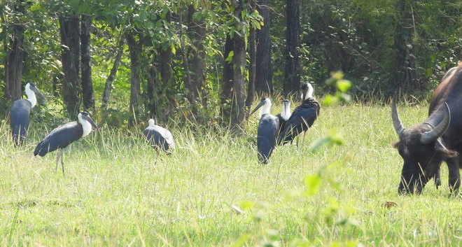 Rare woolly-necked storks spotted foraging in Vietnam - Ảnh 4.