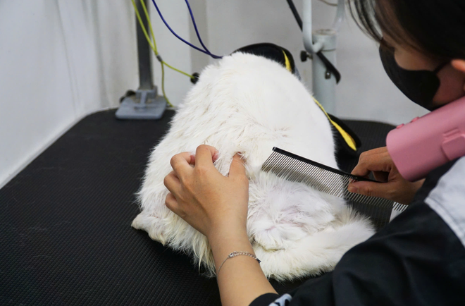 Young Vietnamese pet owners rush to grooming, boarding services ahead of Tet- Ảnh 6.