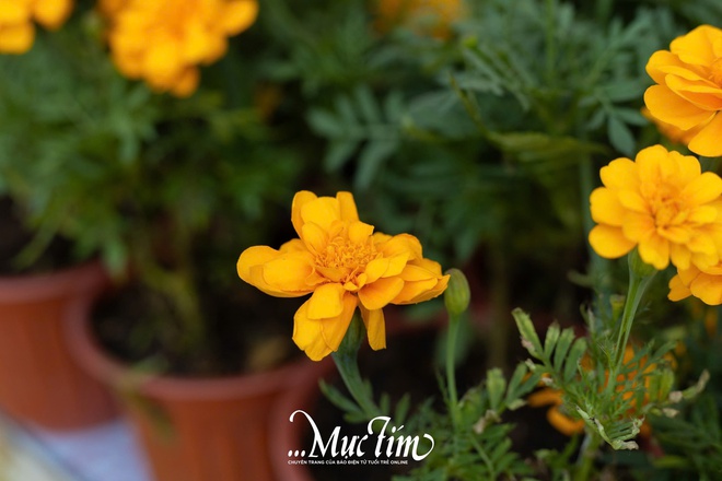 Say hi linh vật ngựa vàng tại phường Long Thuận, Đồng Tháp- Ảnh 8.