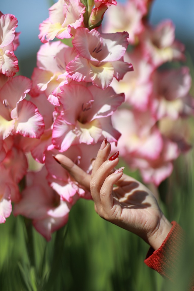 Cánh đồng hoa lay ơn Đà Lạt nở rộ, dân tình rủ nhau đến check-in- Ảnh 5.